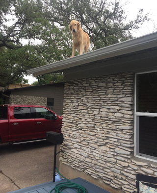 Illustration for article titled Good dog chills on roof